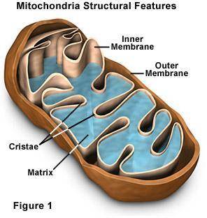 Hey cell people what is mitochondria