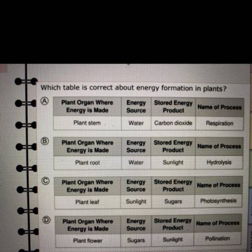 Which table is correct about energy formation in plants?