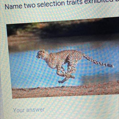 Name two selection traits exhibited by this animal