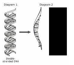 The Central Dogma of Biology describes a two-step the process of DNA-RNA-Proteins. Which process is