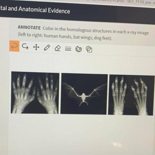 ANNOTATE Color in the homologous structures in each x-ray image

(left to right: human hands, bat