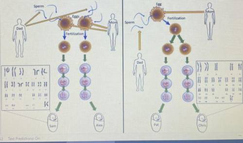 The blue arrows in the diagram show fertilization. Interpret the diagrams to determine which type o