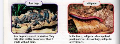 How can you tell from the photographs that millipedes and sow bugs are not really insects?