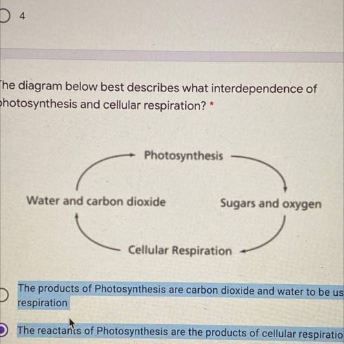The diagram below best describes what interdependence of photosynthesis and cellular respiration? *
