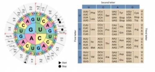 Use the codon wheel or chart to translate the mRNA codons from your answer above into the correct a