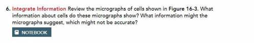 . What information about cells do these micrographs show? What information might the micrographs su