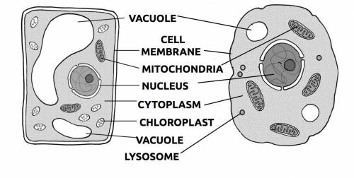 Structure of Plant and Animal cell​