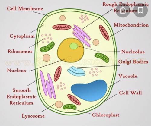 Structure of Plant and Animal cell​
