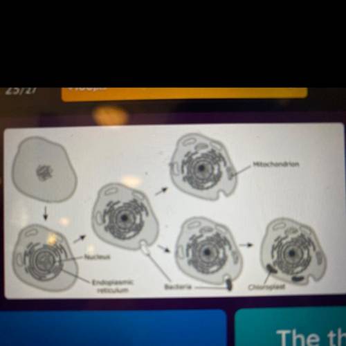 The image in the diagram represents a cell
theory.
What cell theory is being represented?