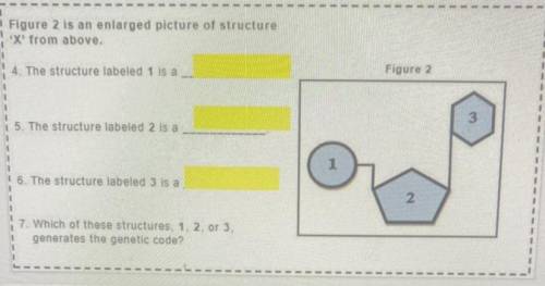 Figure 2 is an enlarged picture of structure

X from above.
4. The structure labeled 1 is a
Figur