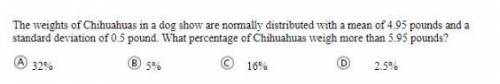 What percentage of Chihuahua's weight more than that amount of pounds (As shown in the picture)?