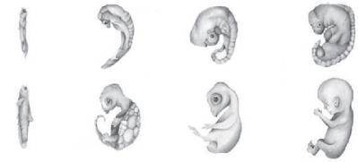 The diagram shows embryo development of four different animals.

How is this evidence used to sugg