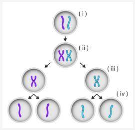 PLEASE HELP RIGHT ANSWERS ONLY

What happens after step (iv) in the diagram shown below?
DNA repli