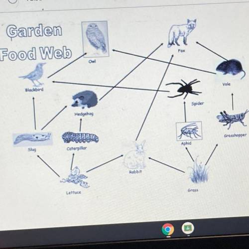 Use the food web above to describe two food chains. Each food chain must have at least four organis