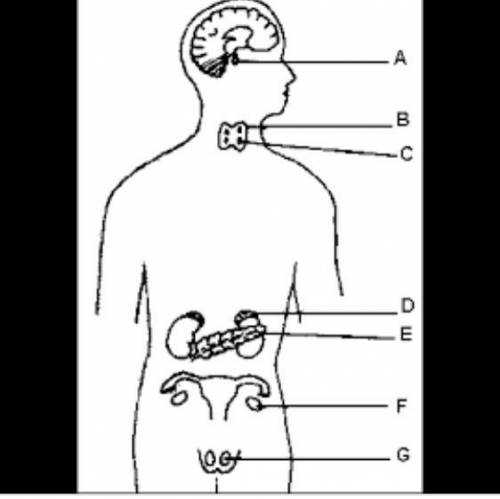 A secretion responsible for the development of a deep voice and facial hair is synthesized by

1.)