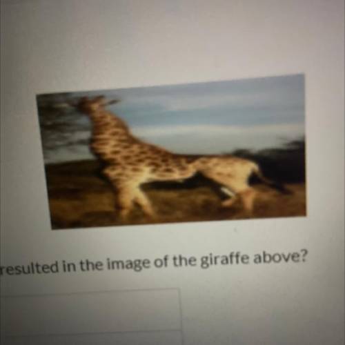 What type of mirror could have resulted in the image of the giraffe above?