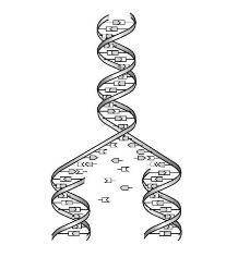 A DNA s

equence has mutated from 
–
AAG G
CA TTC
-
t
o the sequence of 
–
AAG GCT ATT C
-
. This