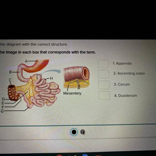 The Small Intestine

Match each item on the diagram with the correct structure.
Type the letter fr