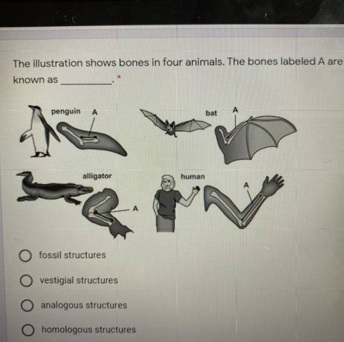 The illustration shows bones and for animals the bones labeled they are known as?