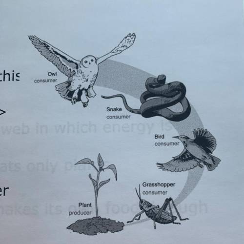 Question 10

What is missing from this food chain? 
Grass > Grasshopper > Bird > Snake
A.