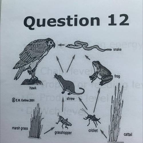 Question 12

If an insecticide reduced the population of grasshoppers , what would happen to the p
