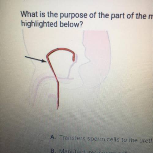 What is the purpose of the part of the male reproductive system that is

highlighted below?
I
A. T