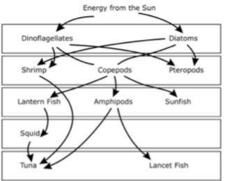 A marine food web is provided below. Describe the relationship between the squid and the tuna.