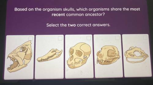 ASAP Based on The organism skills,which organism share the most recent common ancestors?Select two