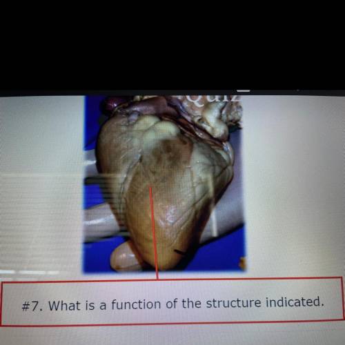 What is a function of the structure indicated.