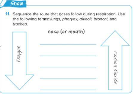 Sequence the route that gases follow during reparation. Use the following terms: lungs, pharynx, al