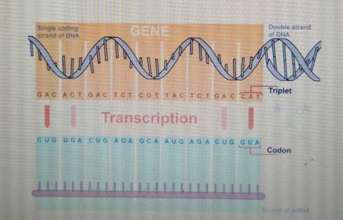 9. If the DNA has a triplet code of CAG in one strand (the strand used as a template for transcript