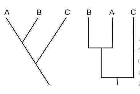 Analyze the two cladograms. Which is the BEST description of these two cladograms?

a
Right cladog