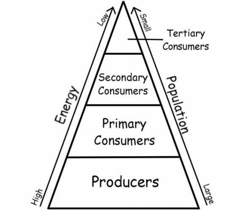 A bottom-up cascade is when there is a change to the top level of the energy pyramid.

True or fals