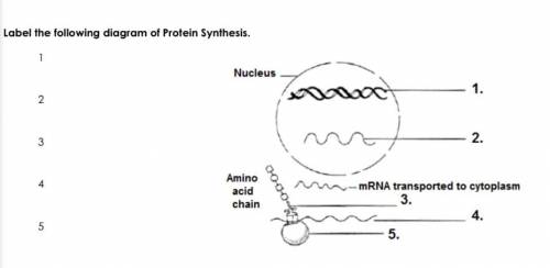 Label the following diagram of Protein Synthesis