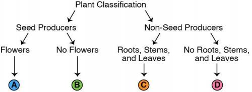 Which plant would BEST fit is spot A on this plant classification diagram?

A) algae 
B) rose bush