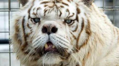 i hate everything imma hust drop a picture of a white down syndrome tiger on here because it made m