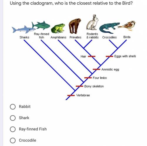 Using the cladogram, who is the closest relative to the bird ?

- rabbit
- shark 
- ray-finned fis