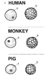 What do you think is the reason for the similarities between the three mammal (the pig, monkey, and
