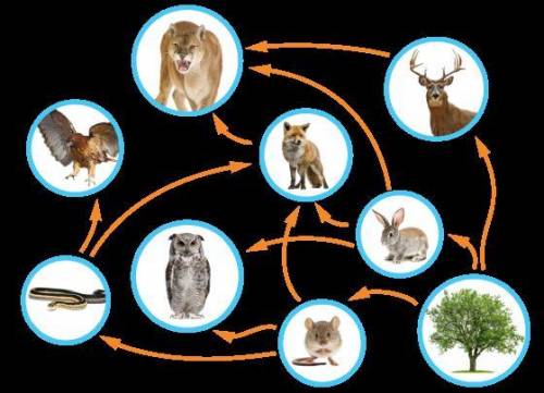 The diagram shows a food web.What is most likely to happen if the snake population is wiped out?