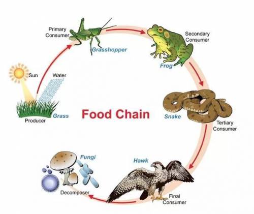 Please send me a picture of a food chain please thanks if you do