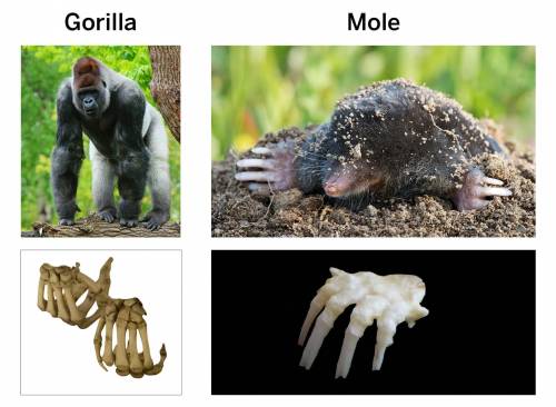 Why do you think the western gorilla’s hands are shaped the way they are? What does the western gor
