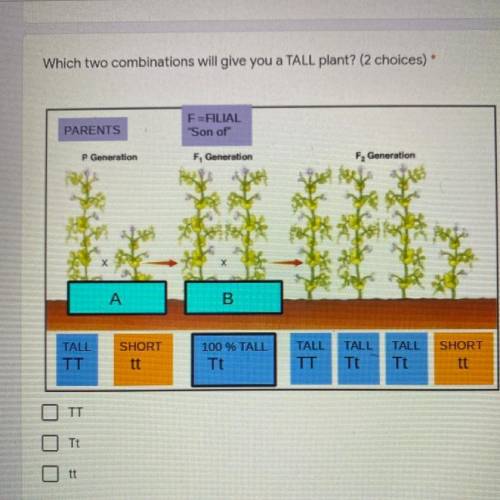 Which two combinations will give you a TALL plant?