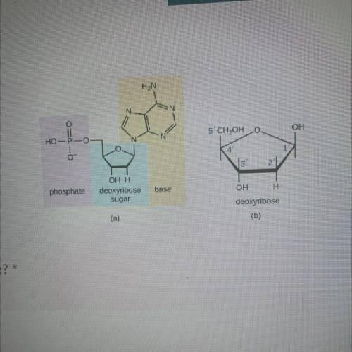 DNA and RNA are made of what 3 part structure?

1)nucleotide
2)codon
3)amino acid
4)nucleic acid