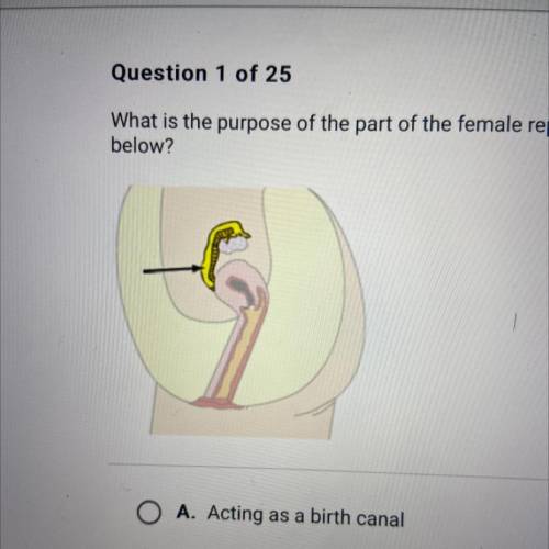 What is the purpose of the part of the female reproductive system highlighted

below?
A. Acting as