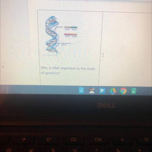 Why is DNA important to study of genetics