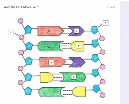 Lable the dna molecule FAST!