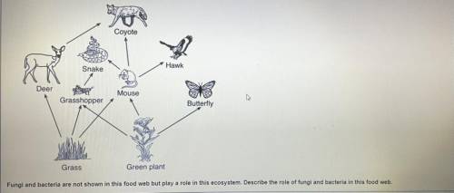 Fungi and bacteria are not shown in this food web but play a role in this ecosystem. Describe the r