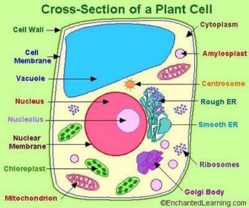 Help pls it's about cells