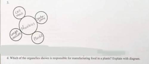 which organelle is responsible for manufacturing food in plants? I’m confused. Is it large vacuole
