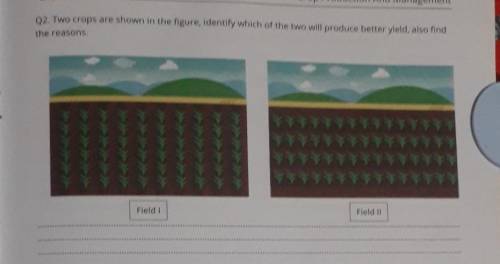 two crops are shown in the figure, identify which of the two will produce better yield, and also fi